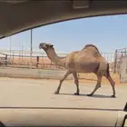 فحل اصفر كفو