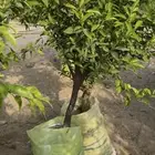 شجر برتقال وافندي وليم كوات