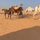 للبيع مهرتين كفو