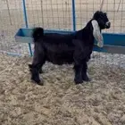 للبيع مشروع فحل فاخر