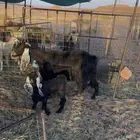 عنز متبع تحتها تيس مكبوس