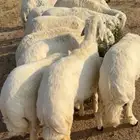 بهم خروف ورخال للبيع