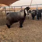 للبيع تيس عارضي