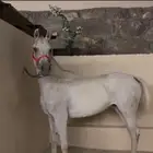 فرس شعبييه منوة اللي بيقنى