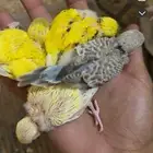 فروخ بادجي جميع الأعمار