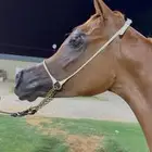 مهره واهو فاخره