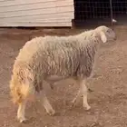 فحل صنف معرف مشروط