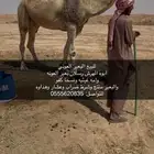 للبيع البعير الكفو