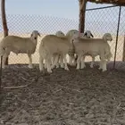 8طليان ذبايح 4-5 اشهر فل شحم