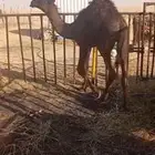 قعود بري