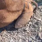 ناقه مكسوره