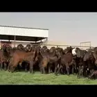 مراح قبرصيات لون مميز كلها قرون