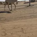 للبيع قعود حق اوضح