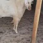 تيس مشروك خصم