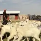 مصريات ومشاريك فاخره