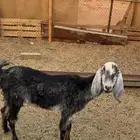 عنز توها داخله سديس