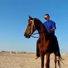 حصان شعبي احمر