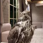 مطلووب صقر شاهين حر اي شي مافيه مشكله ونا صامل