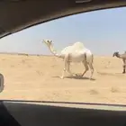 لقحه وضحاء