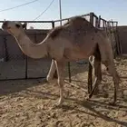 قعود للبيع