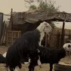 نجديه للبيع