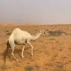 حايل