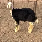 خروف نجدي صنف
