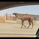 قعود اصفر دبياني