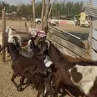 11 معزا سوريات دفيع معزا كفوو وجروم عاليه ع 670(( تم البيع))