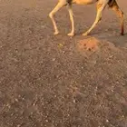 ملاقي