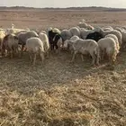 غنم حريه للبيع