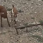 تيس صغير