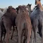 حشو تربيه انظاف