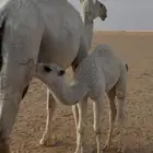 قعود عمره شهرين ونص