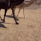 للبيع 4من الابل