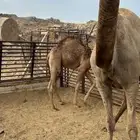 خلفة فاطر