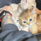 قطط سكوتش بيور قولد ودبل فولد اناثي وذكور (