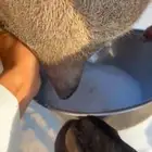 خلفه مصغر ام ثالث حليب كنه السكر