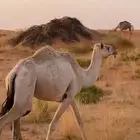 نياق