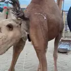 للبيع لقحه حمرا