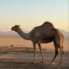 ناقه على ضراب طيبه