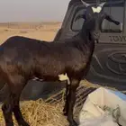 جفره للبيع
