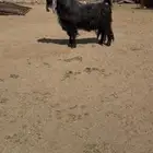 فحل عارضي مشروط