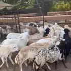 طليان رفيدي حبشي مرابي