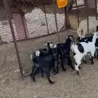 جفار
