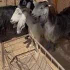 معزاء