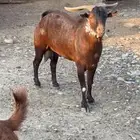 فحل ادهم اوشح ادبس