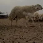 طلي صنف الصنف مشروط