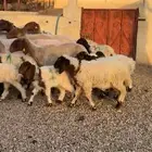 غنم نعيم مطافيل