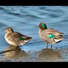 بط نوادر محميات طيور